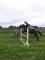 Super jument enr. QH ****** VENDU****