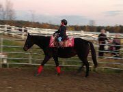 Super jument enr. QH ****** VENDU****