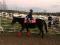 Super jument enr. QH ****** VENDU****