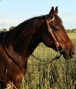 Super jument enr. QH ****** VENDU****