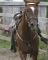 Quater Horse à Vendre - DOIT PARTIR