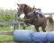 Quater Horse à Vendre - DOIT PARTIR