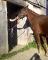 Quater Horse à Vendre - DOIT PARTIR