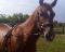 Quater Horse à Vendre - DOIT PARTIR