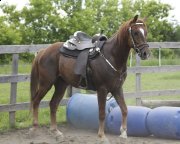 Quater Horse à Vendre - DOIT PARTIR