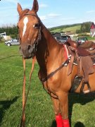 Beau kit western a vendre 