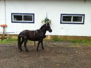 Poney d'attelage