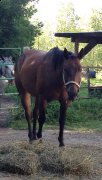 gelding a vendre! PRIX RÉDUIT!!! doit partir.