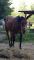 gelding a vendre! PRIX RÉDUIT!!! doit partir.