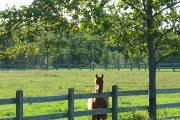 Pension pour chevaux  intérieure et  extérieur