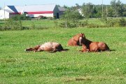 Pension pour chevaux  intérieure et  extérieur