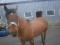 jument qh x criollo