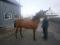 jument qh x criollo