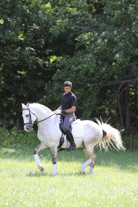 Leçons de Dressage et entrainement