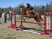 Cheval Jumper recherche demi-pension