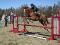Cheval Jumper recherche demi-pension