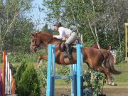 Cheval Jumper recherche demi-pension
