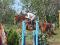 Cheval Jumper recherche demi-pension