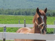 Cheval Jumper recherche demi-pension