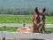 Cheval Jumper recherche demi-pension