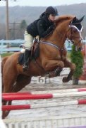 Cheval Jumper recherche demi-pension