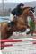 Cheval Jumper recherche demi-pension