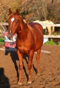 AQHA Enregistre - UGA DOUBLE DOSSUNDAE
