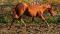 AQHA Enregistre - UGA DOUBLE DOSSUNDAE