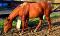 AQHA Enregistre - UGA DOUBLE DOSSUNDAE
