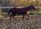 AQHA Enregistre - UGA DOUBLE DOSSUNDAE