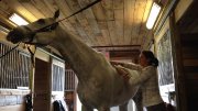 massotherapie equine 