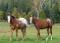 Pouliche et Poulain Appaloosa Enr.