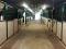 Pension pour chevaux classique a St-Eustache