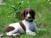 Chiots Épagneuls Springer Anglais