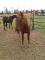 Demi-pension sur médium poney à Carignan
