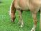 guilding , jument et poney a vendre