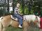 guilding , jument et poney a vendre