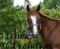 Cours D'équitation **Écurie L'Évolution**