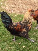 coq bentey a donner