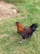 coq bentey a donner