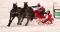 voiture marathon sleigh marathon