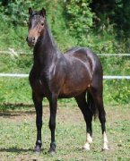 A VENDRE BIXMAYA des BERTAINES - pouliche WELSH B de 2010