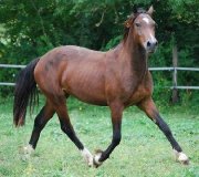 A VENDRE BOKSWAN des BERTAINES - poulain WELSH D de 2010