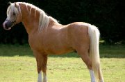 ELEVAGE des BERTAINES - Poneys WELSH en FRANCE 