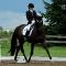 Entraineur certifié dressage - Rive nord de Mtl