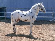 Étalon enr.  appaloosa  APHC  en service