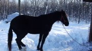 belle jument noire canadienne a vendre