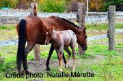 Pouliche Quaterhorse croisée, très flashy à vendre !