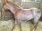 Pouliche Quaterhorse croisée, très flashy à...