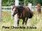 Pouliche Quaterhorse croisée, très flashy à...